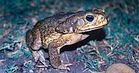 Cane Toad (Rhinella horribilis), Municipality of Soto La Marina, Tamaulipas, Mexico (17 May 2002).