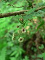 Ribes lacustre