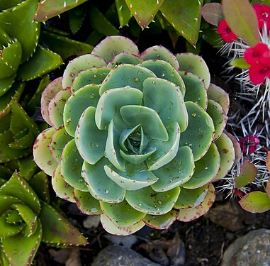 Mexican Gem (Echeveria elegans), Sierra of Saint Philip, Setubal, Portugal.