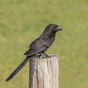 Smooth-billed ani (Crotophaga ani) GC