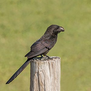 Smooth-billed ani, by Charlesjsharp