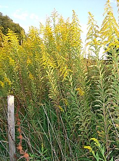 Description de l'image Solidago altissima2.jpg.