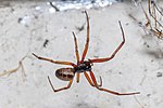 Thumbnail for Steatoda nobilis