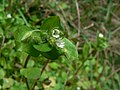 Stellaria media