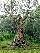 武雄神社の樹齢3000年といわれる御神木