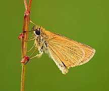 Thymelicus lineola (SDG 15)