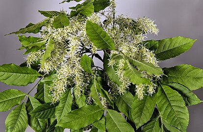 inflorescence