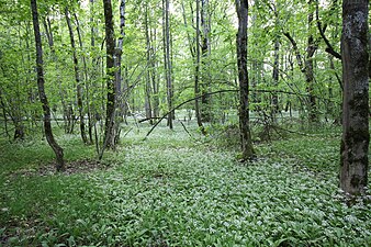 Ängsö skogar.