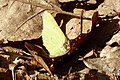 citroenvlinder in de boswachterij Exloo