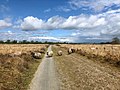 Schapen Balloërveld