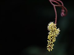 Ampelocissus indica (L.) Planch. (16201751031).jpg