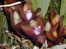 Bifrenaria atropurpurea