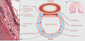 Cross section of a trachea and esophagus