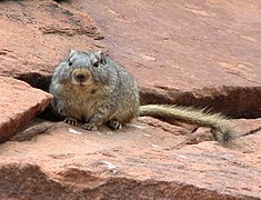 Dassie Rat, crop.jpg