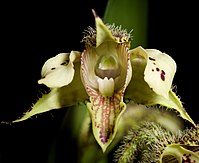 Dendrobium finisterrae