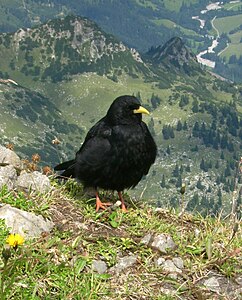 Dohle am Nebelhorn