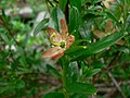 Elliottia pyroliflora