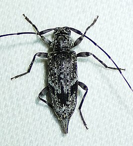 Eutrichillus neomexicanus