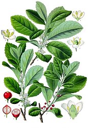 Ilex paraguariensis A.St.-Hil.