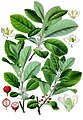 Ilex paraguariensis A.St.-Hil.