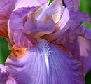 Iris 'Amethyst Flame'. Guías de néctar y "barba" ("beard").