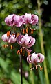 Lilium martagon