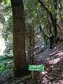 Árbol de lingue en uno de los senderos del Parque Coyanmahuida.