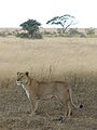 Lavica u NP Serengeti