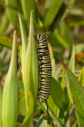 Гусеница бабочки-монарха (Danaus plexippus) на листе ваточника мясо-красного (Asclepias incarnata)