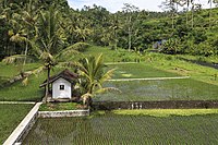 Rajsnišća na kupje Bali, Indoneziska