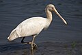 Geltonsnapė girnovė (Platalea flavipes)