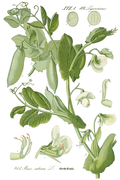 Prof. Dr. Thomé's Flora von Deutschland, Österreich und der Schweiz, in Wort und Bild, für Schule und Haus; mit ... Tafeln ... von Walter Müller (Pl. 453) (7982431787)c.png