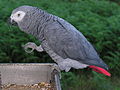 Thumbnail for Grey parrot
