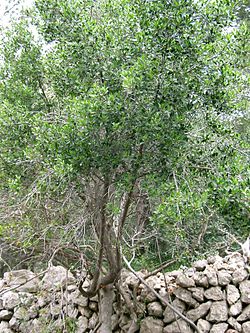 Rhamnus alaternus