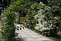 International rose garden of Kortrijk, Belgium