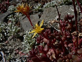 Sedum lanceolatum