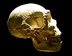 Crâne 5 de profil.