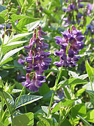 Vicia unijuga0.jpg