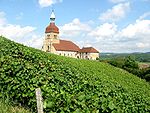 Vignoble en été