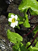 White marsh marigold 01.jpg