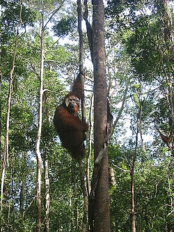 Orangutang nel parco Tanjung Puting