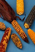 Differences mutations maintained at the Maize Genetics