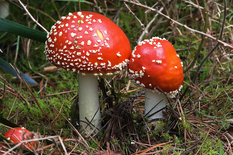 Amanita muscaria (Immature)