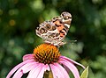 Image 49American lady butterfly on a purple coneflower