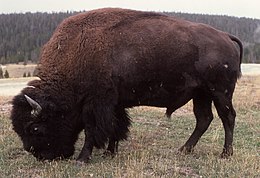 Bizonas (Bison bison)