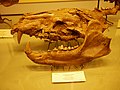 Skull of Amphicyon major