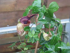 Aristolochia macroura (22229564674).jpg