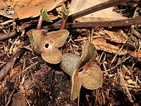 Asarum yoshikawae