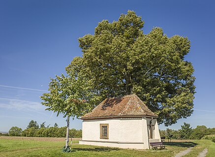 Chapel and lime tree near Gerolzhofen