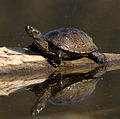 Tortuga d'estany (Emys orbicularis)